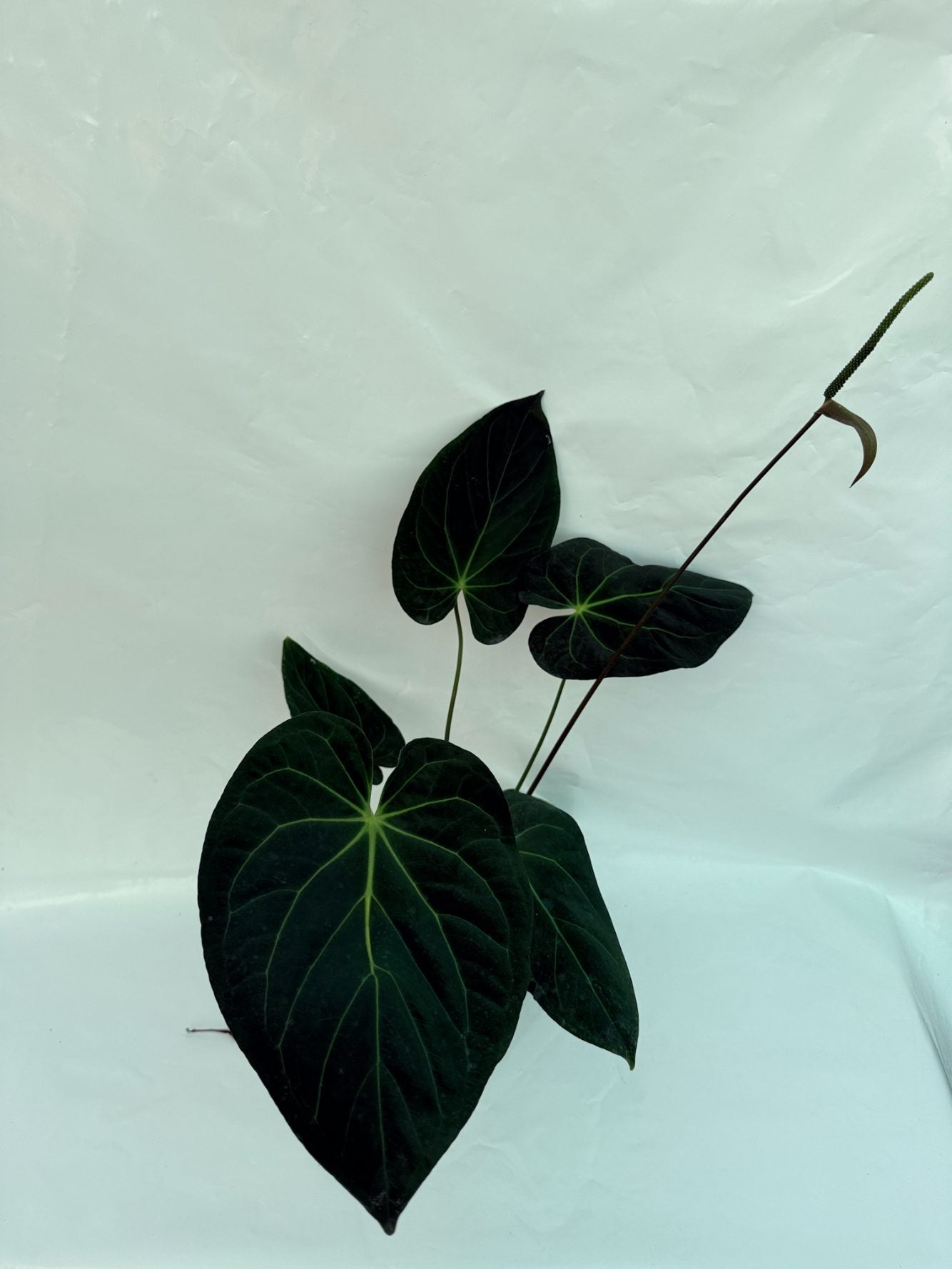 Anthurium_papillilaminum_x_magnificum25-10-28-9
