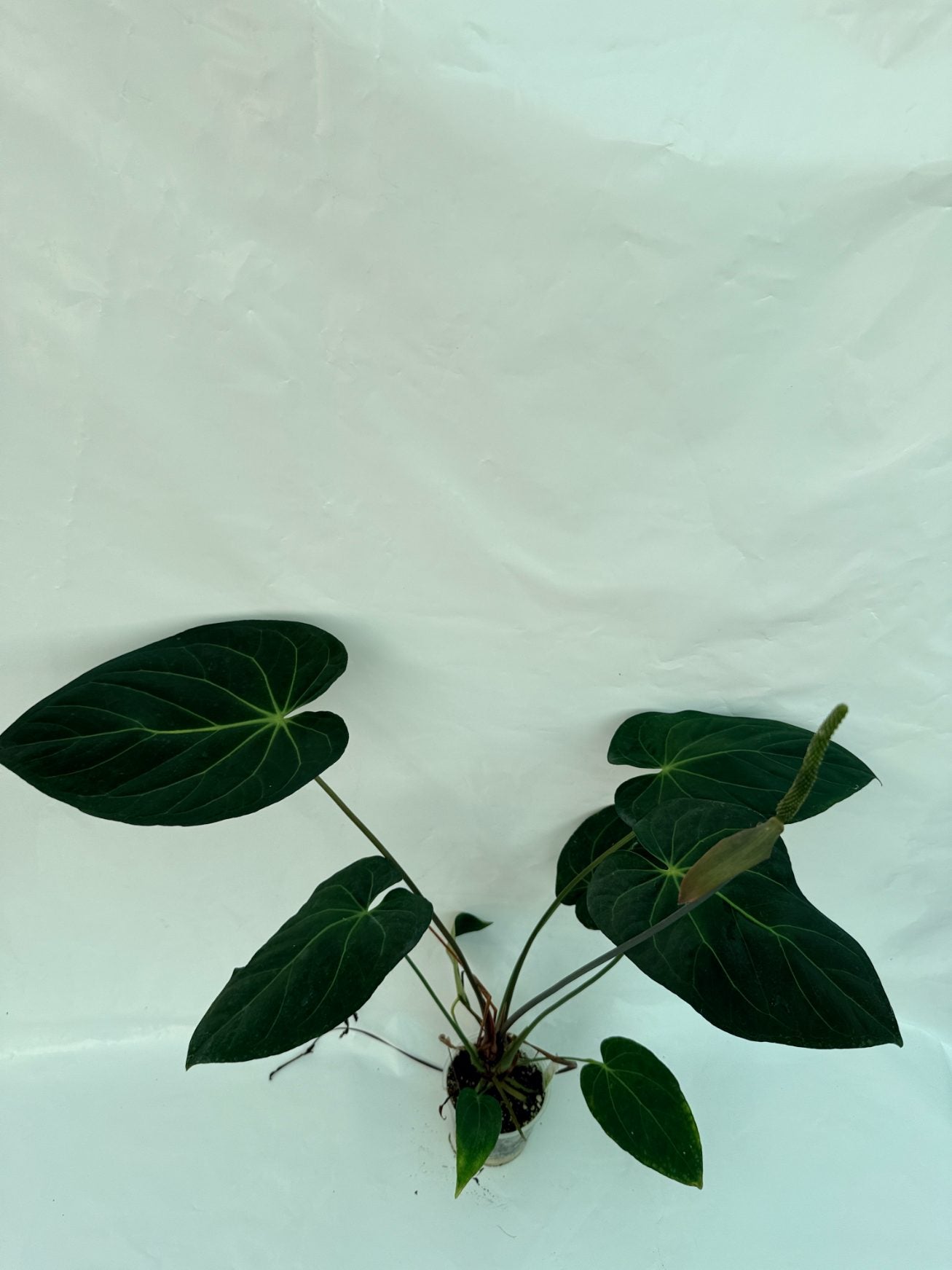 Anthurium_papillilaminum_x_magnificum25-10-28-9