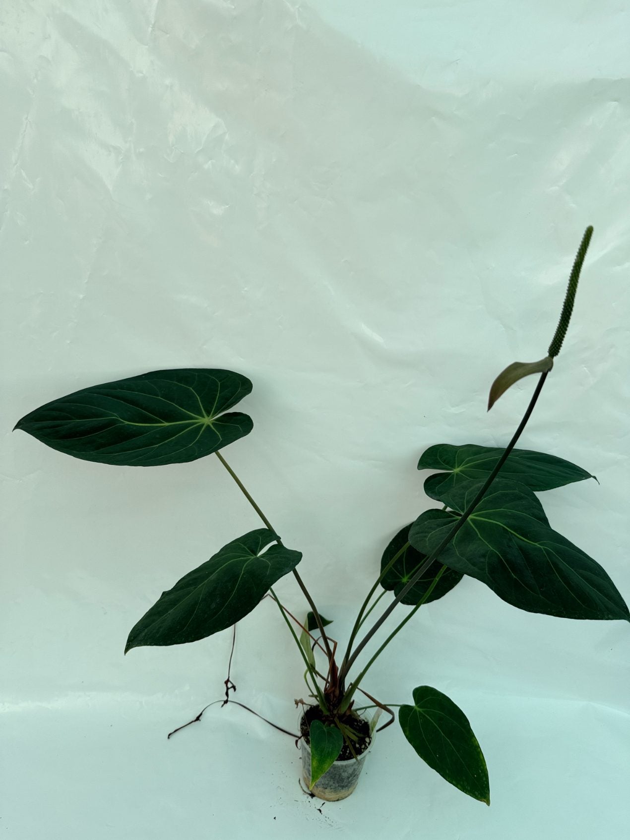 Anthurium_papillilaminum_x_magnificum25-10-28-9