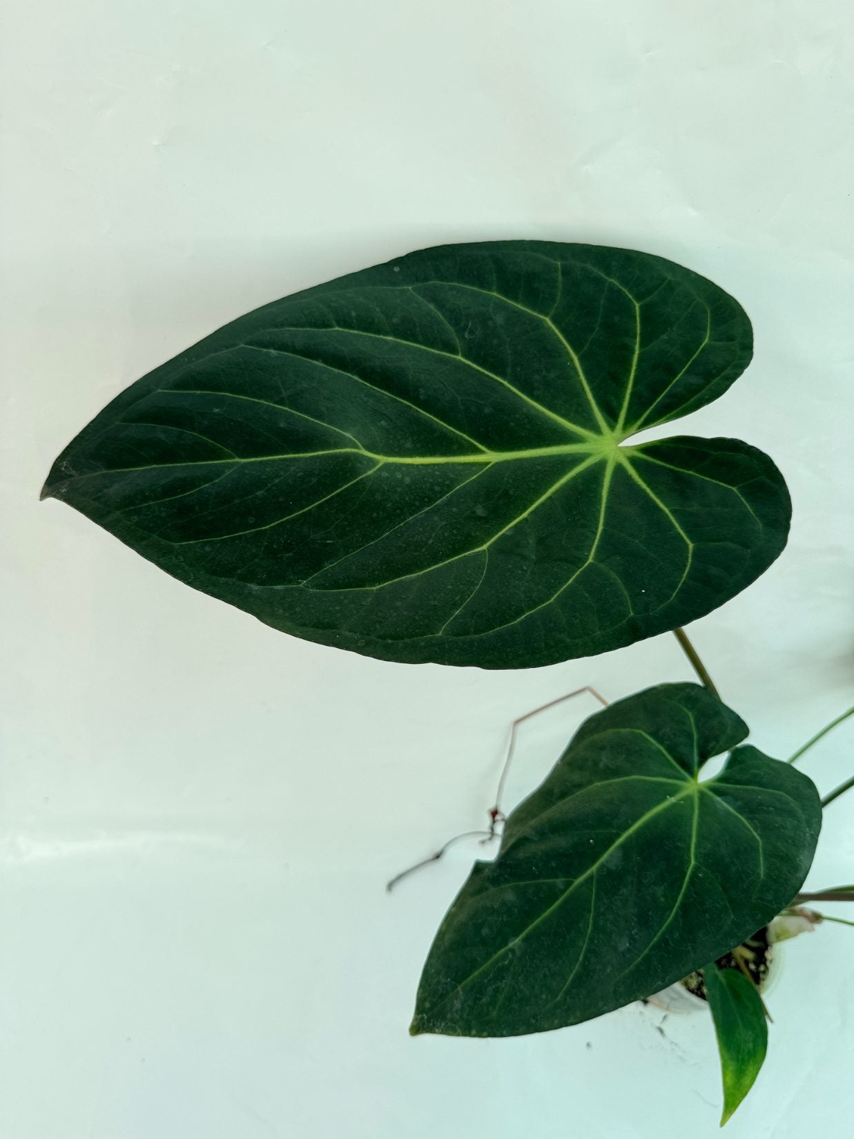 Anthurium_papillilaminum_x_magnificum25-10-28-9