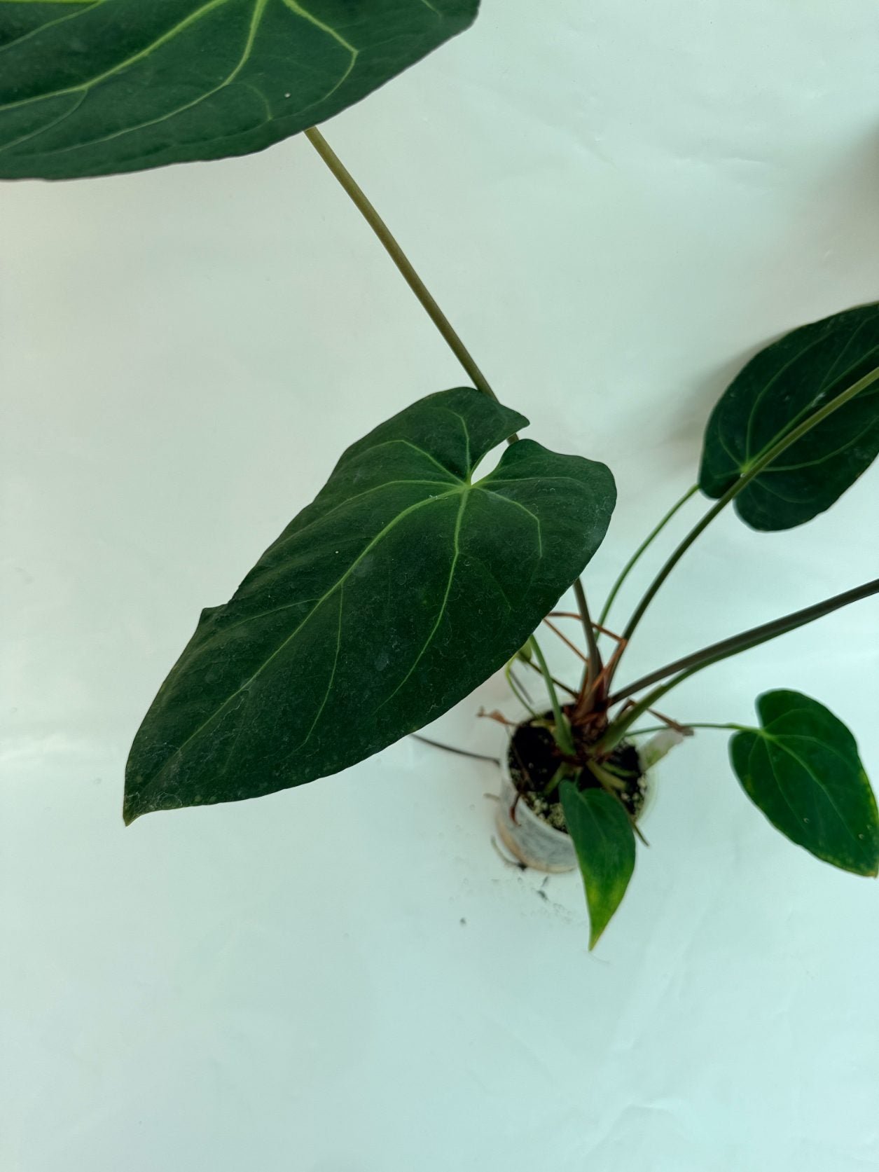 Anthurium_papillilaminum_x_magnificum25-10-28-9