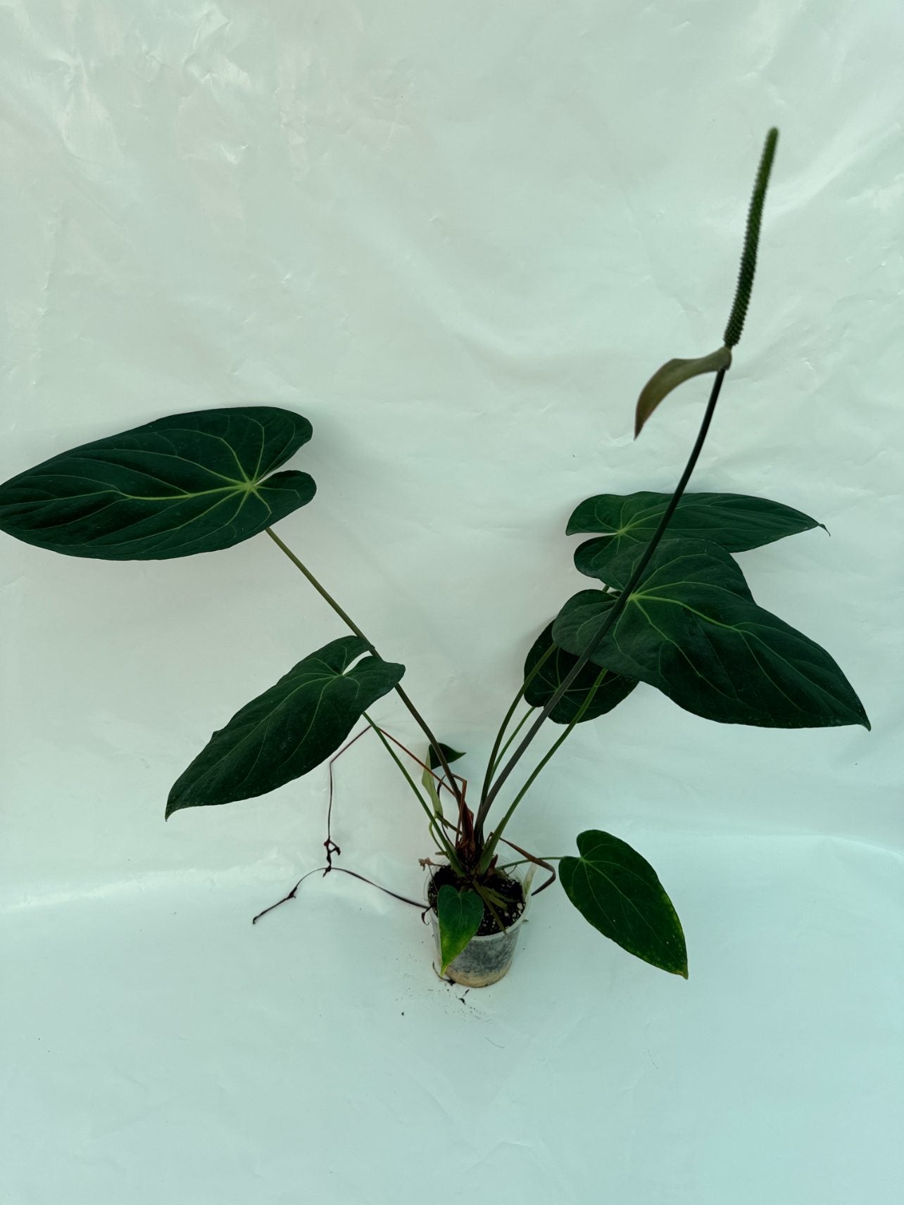 Anthurium_papillilaminum_x_magnificum25-10-28-9