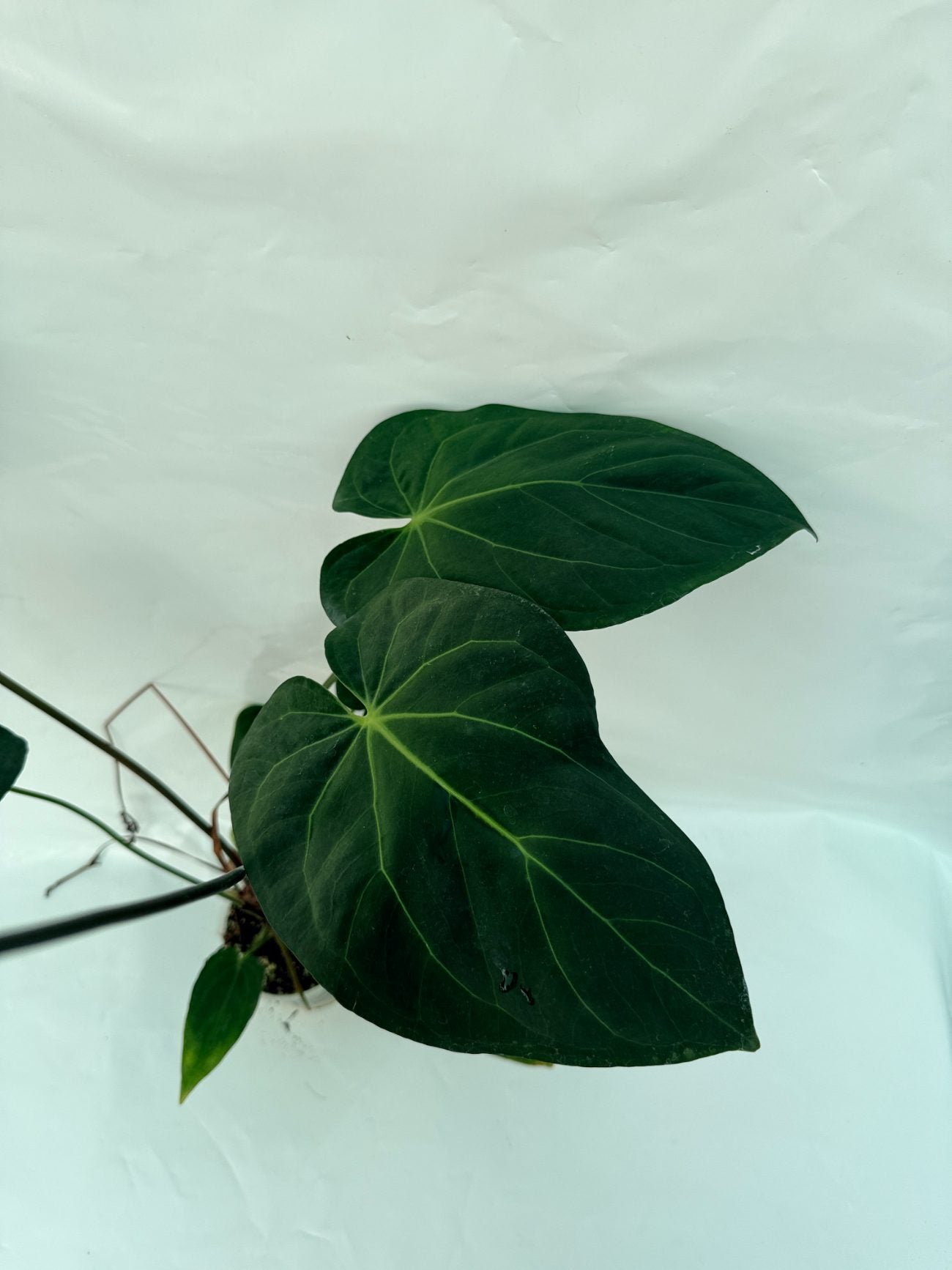 Anthurium_papillilaminum_x_magnificum25-10-28-9