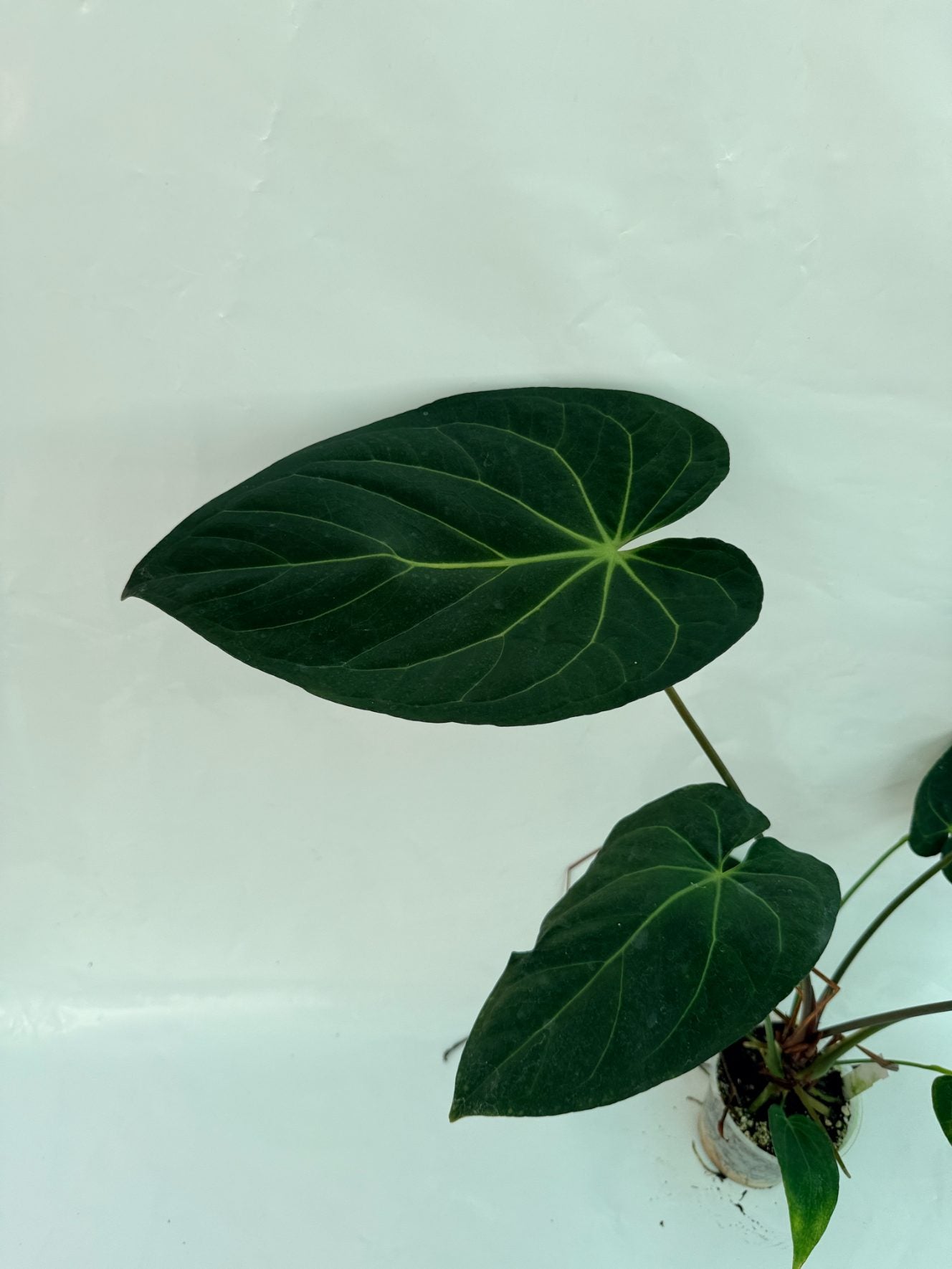 Anthurium_papillilaminum_x_magnificum25-10-28-9