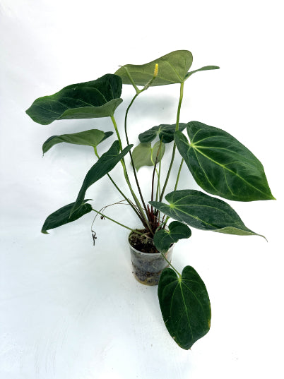 Anthurium Papillilaminum x Magnificum