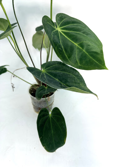 Anthurium Papillilaminum x Magnificum