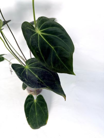 Anthurium papillilaminum x magnificum