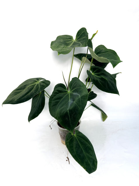 Anthurium papillilaminum x magnificum