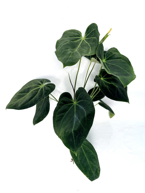 Anthurium papillilaminum x magnificum