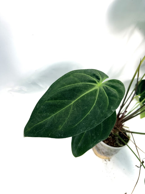 Anthurium papillilaminum x magnificum