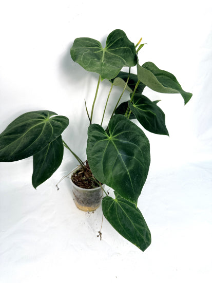 Anthurium papillilaminum x magnificum
