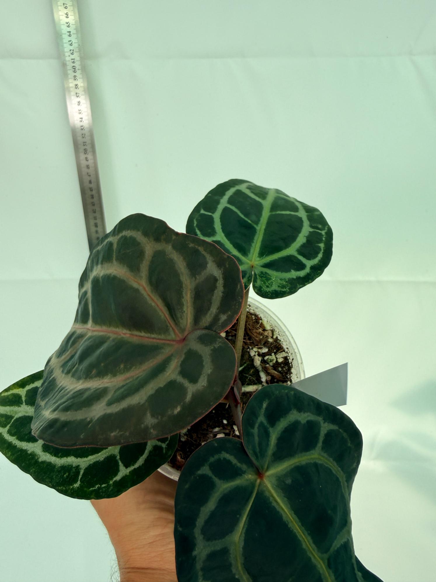 Anthurium Red Crystallinum 9