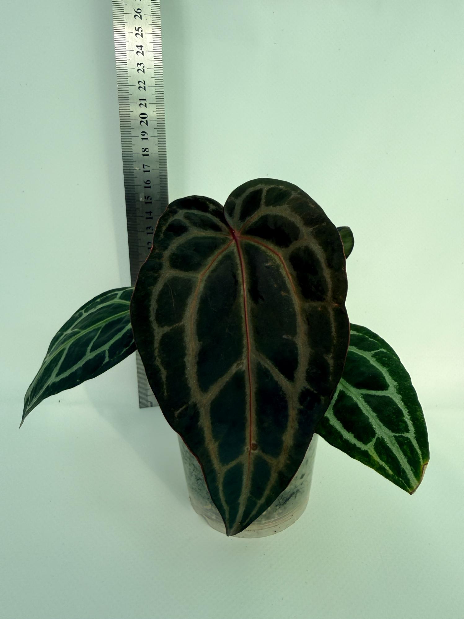 Anthurium Red Crystallinum 4