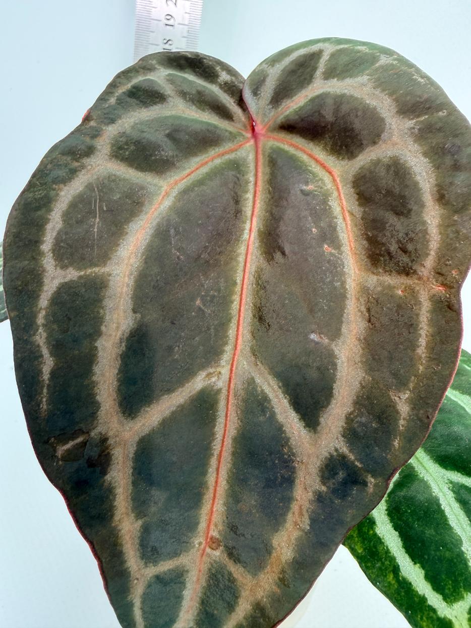 Anthurium Red Crystallinum 2