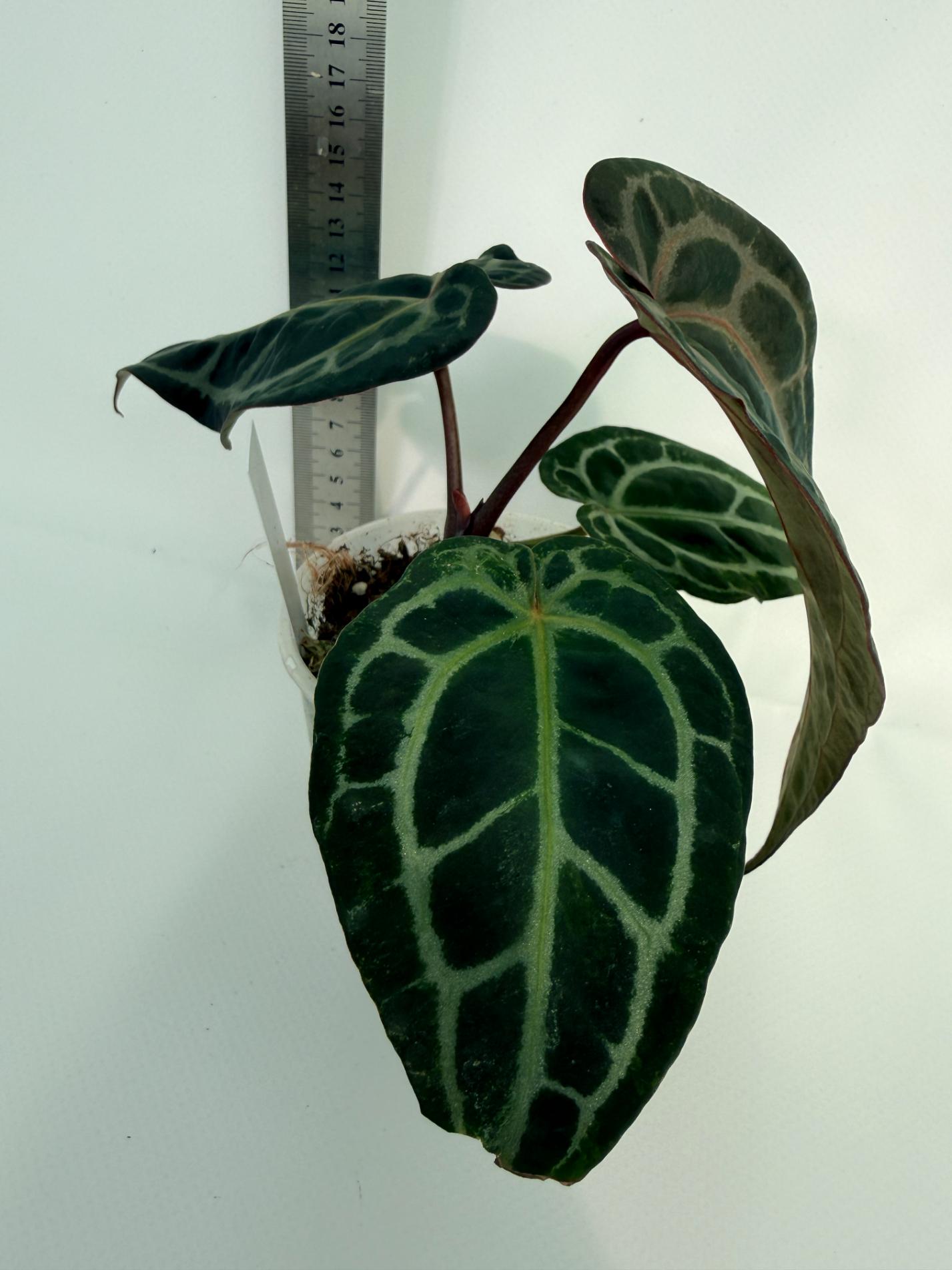 Anthurium Red Crystallinum 5