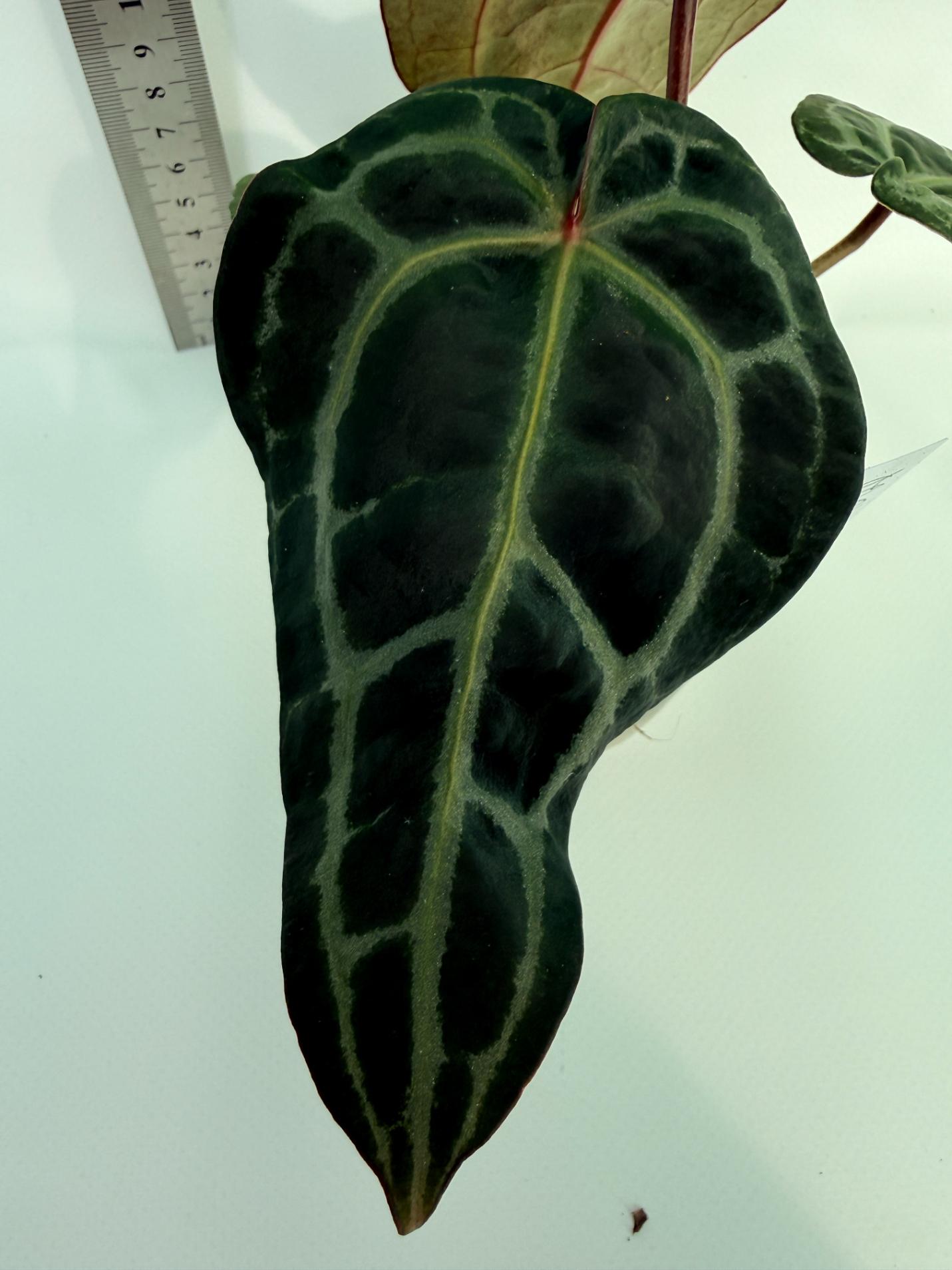 Anthurium Red Crystallinum 6