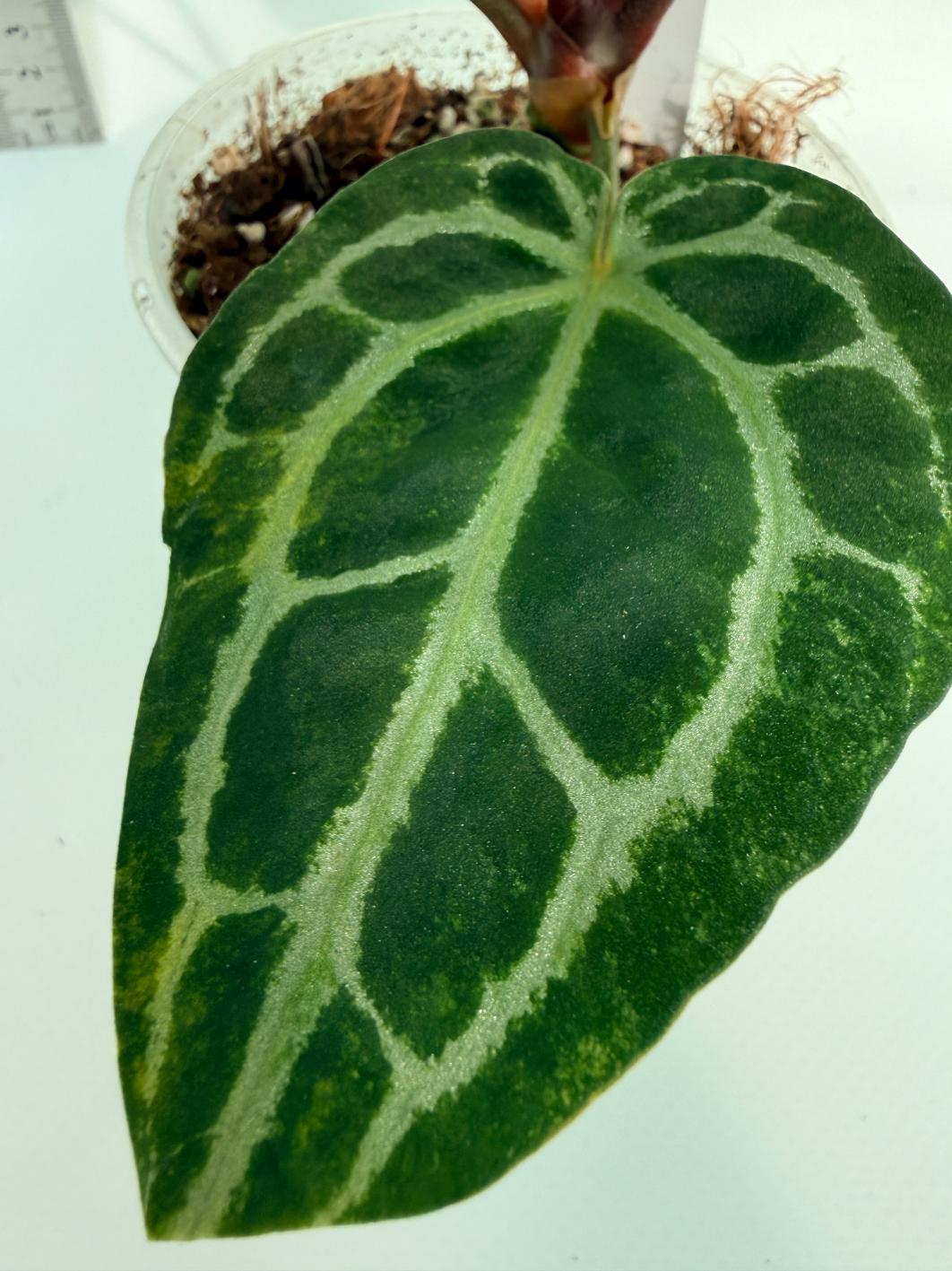 Anthurium Red Crystallinum 3