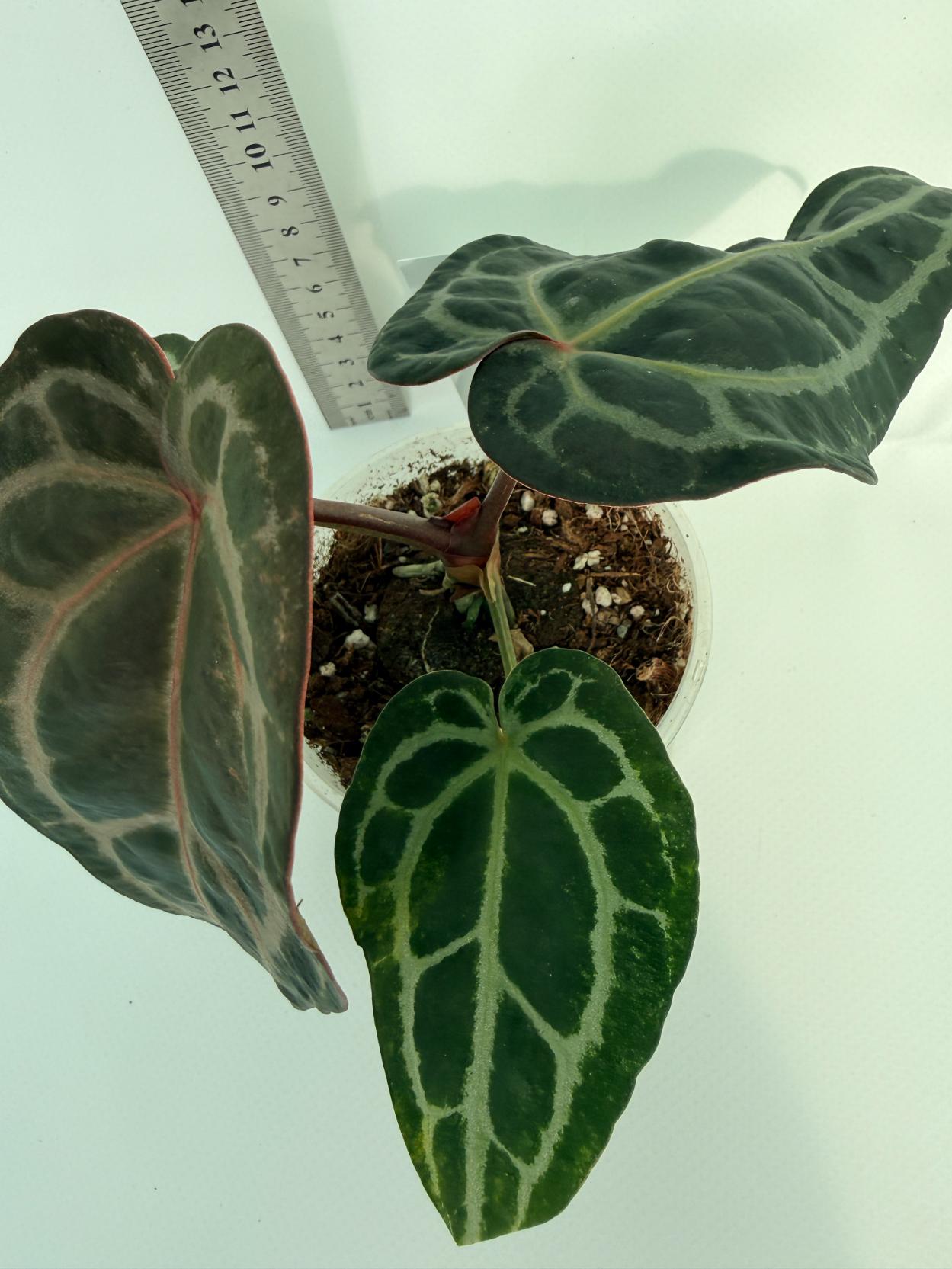 Anthurium Red Crystallinum 7