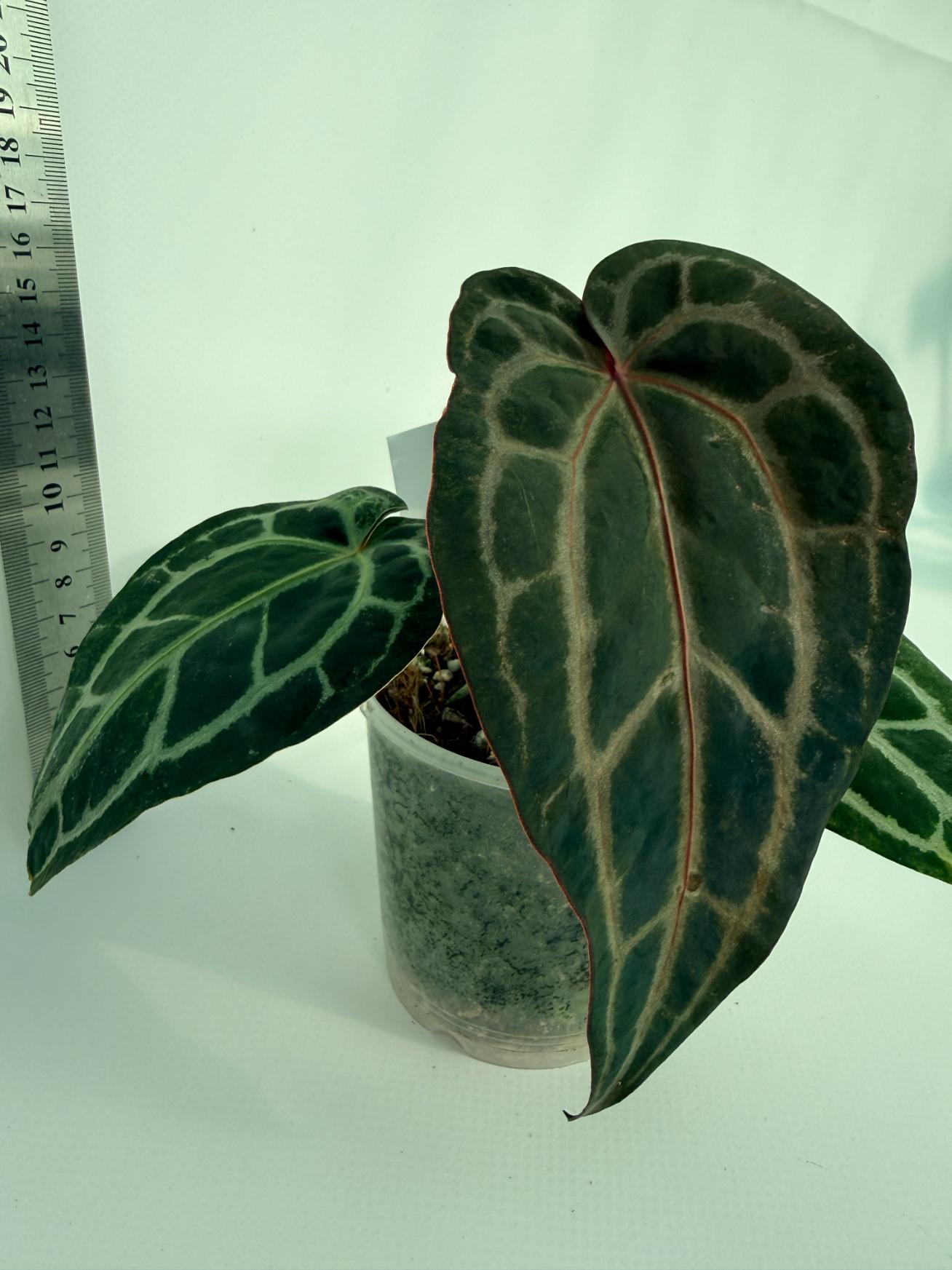 Anthurium Red Crystallinum 8