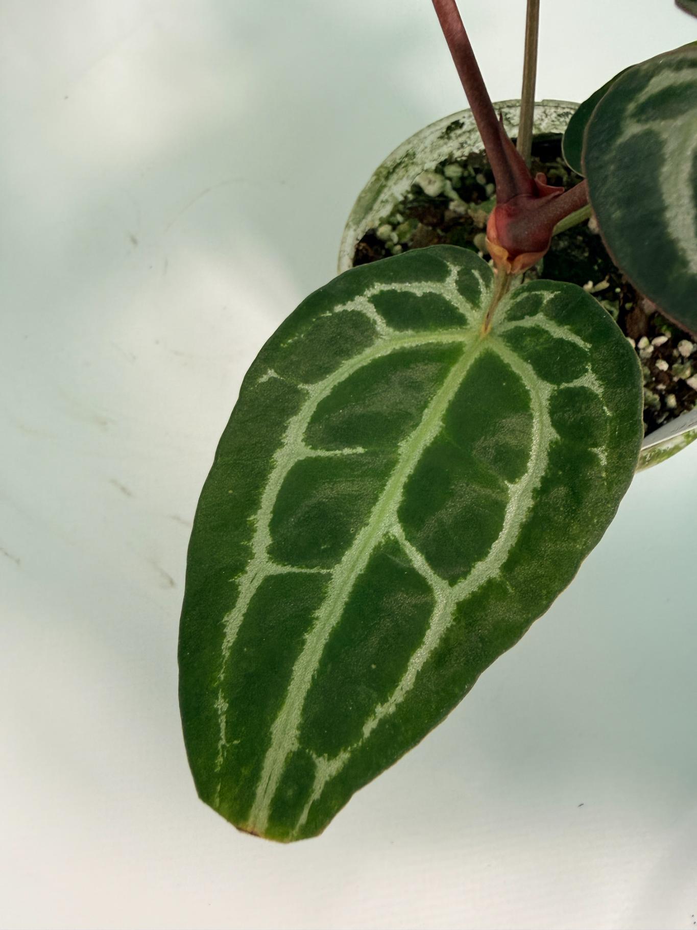 Anthurium Red Crystallinum 3