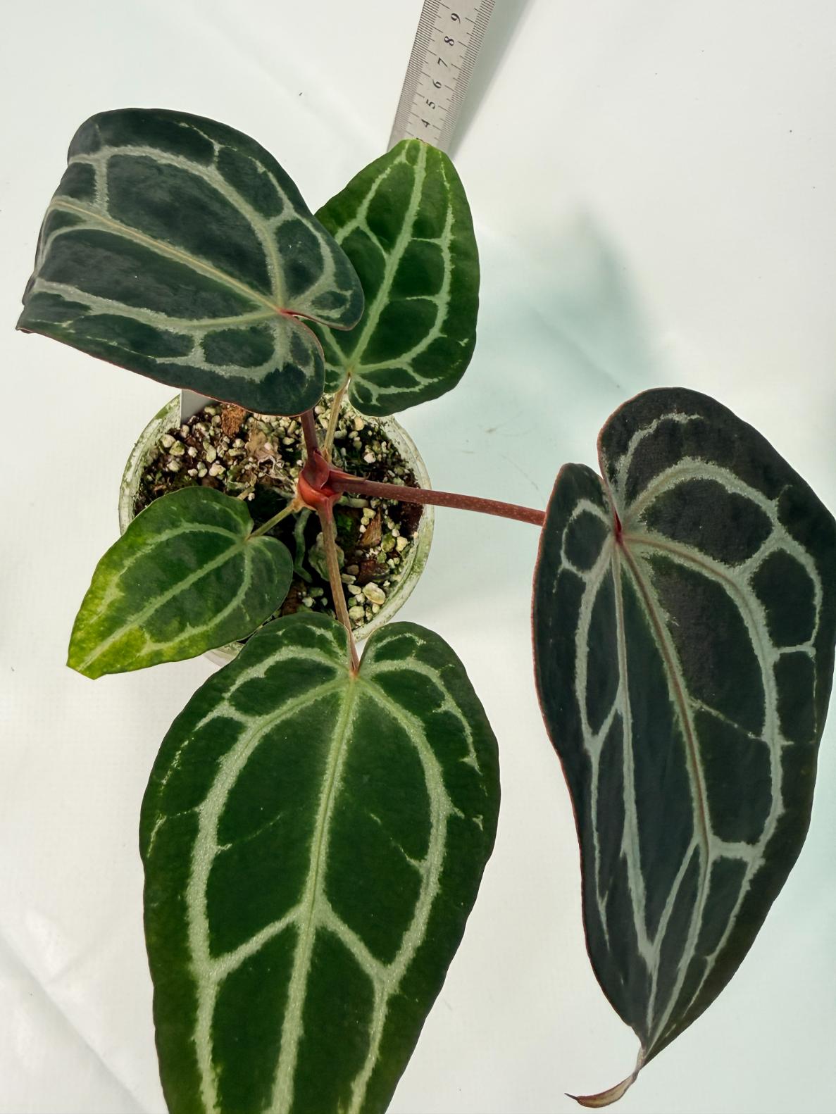 Anthurium Red Crystallinum 9