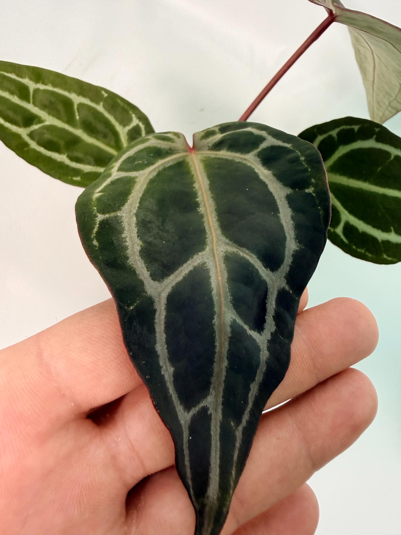 Anthurium Red Crystallinum 10