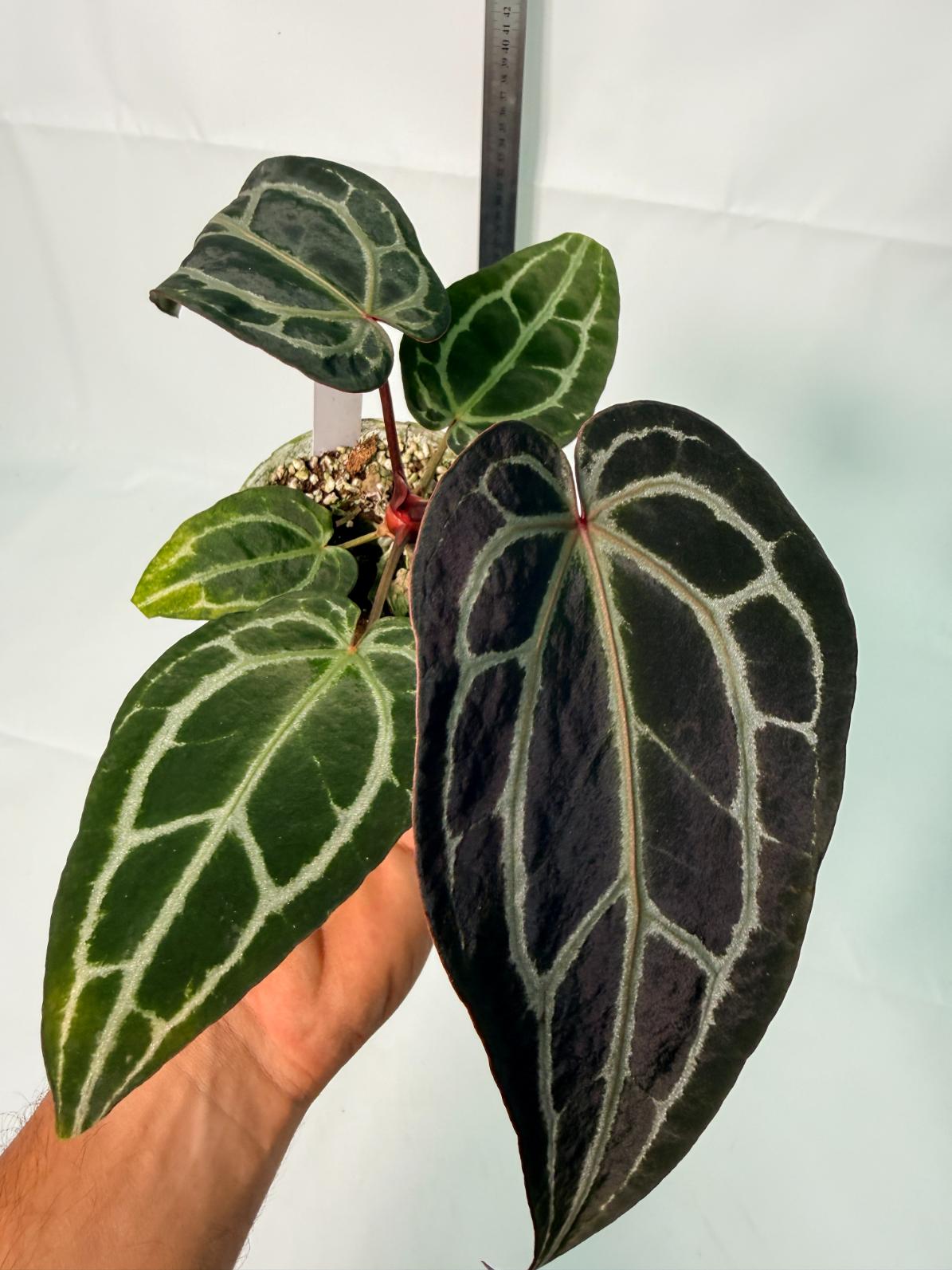 Anthurium Red Crystallinum 1