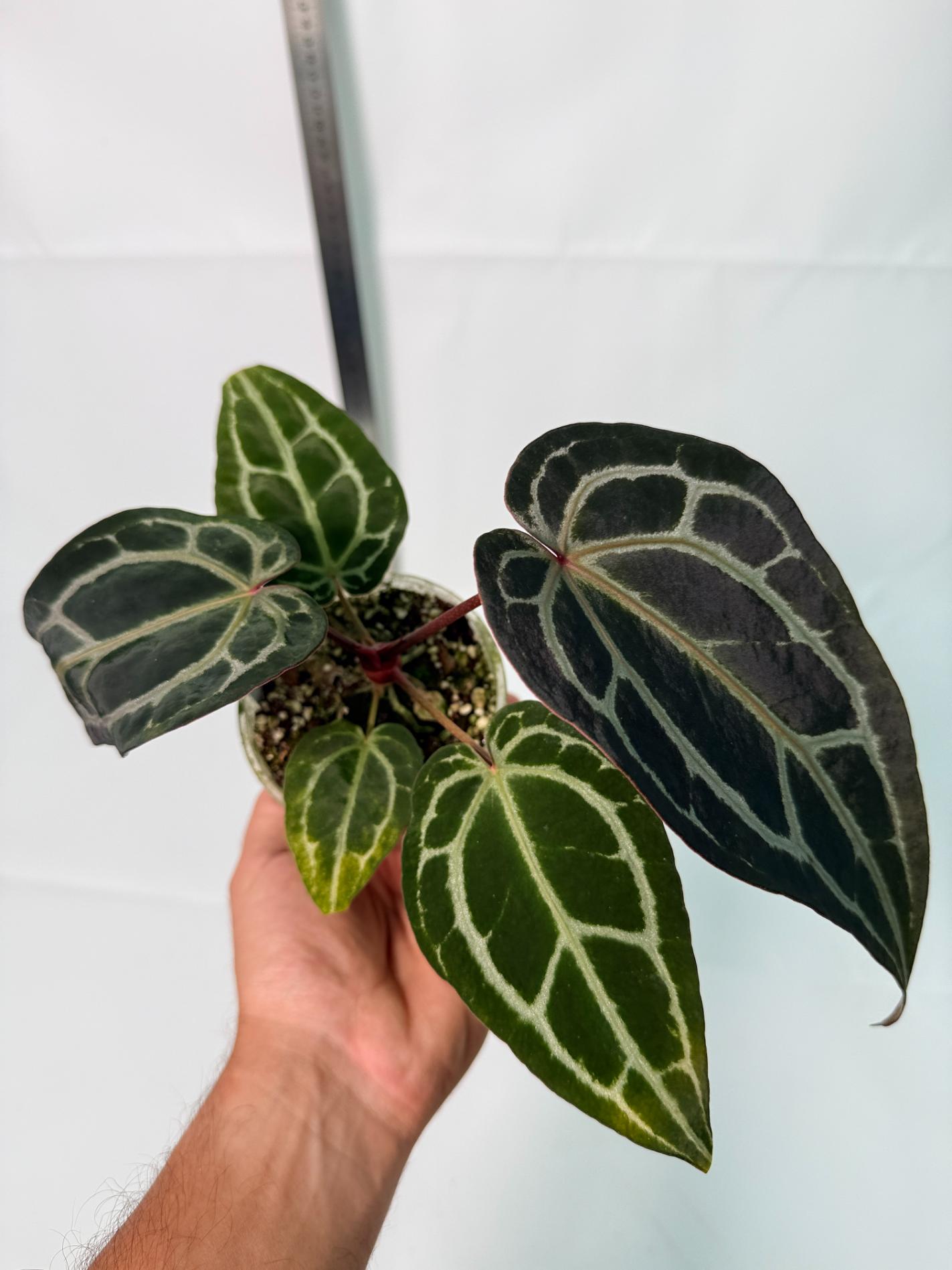 Anthurium Red Crystallinum 8
