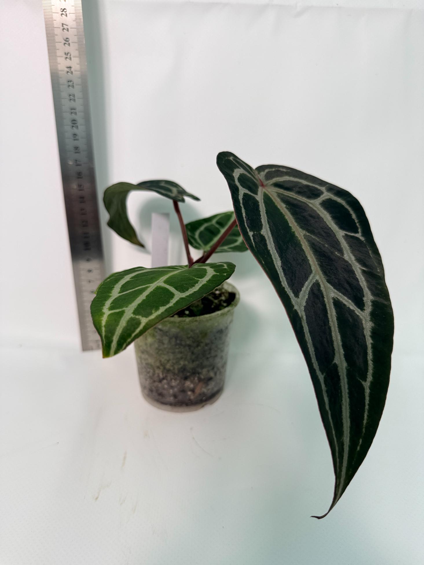 Anthurium Red Crystallinum 4
