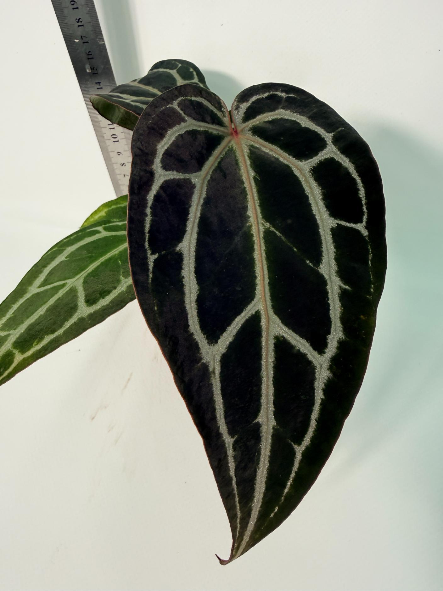 Anthurium Red Crystallinum 5