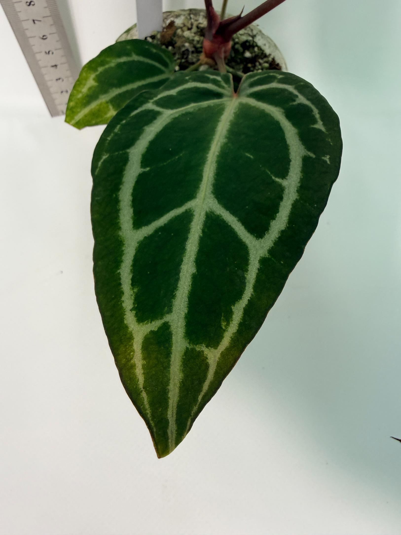 Anthurium Red Crystallinum 6