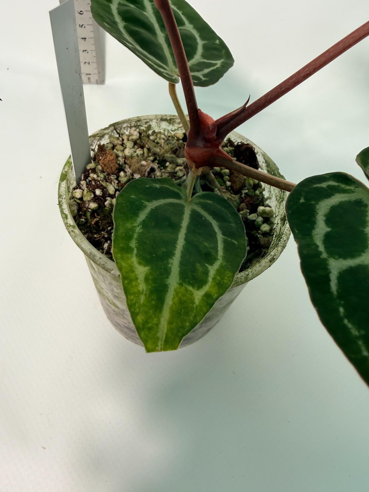 Anthurium Red Crystallinum 7