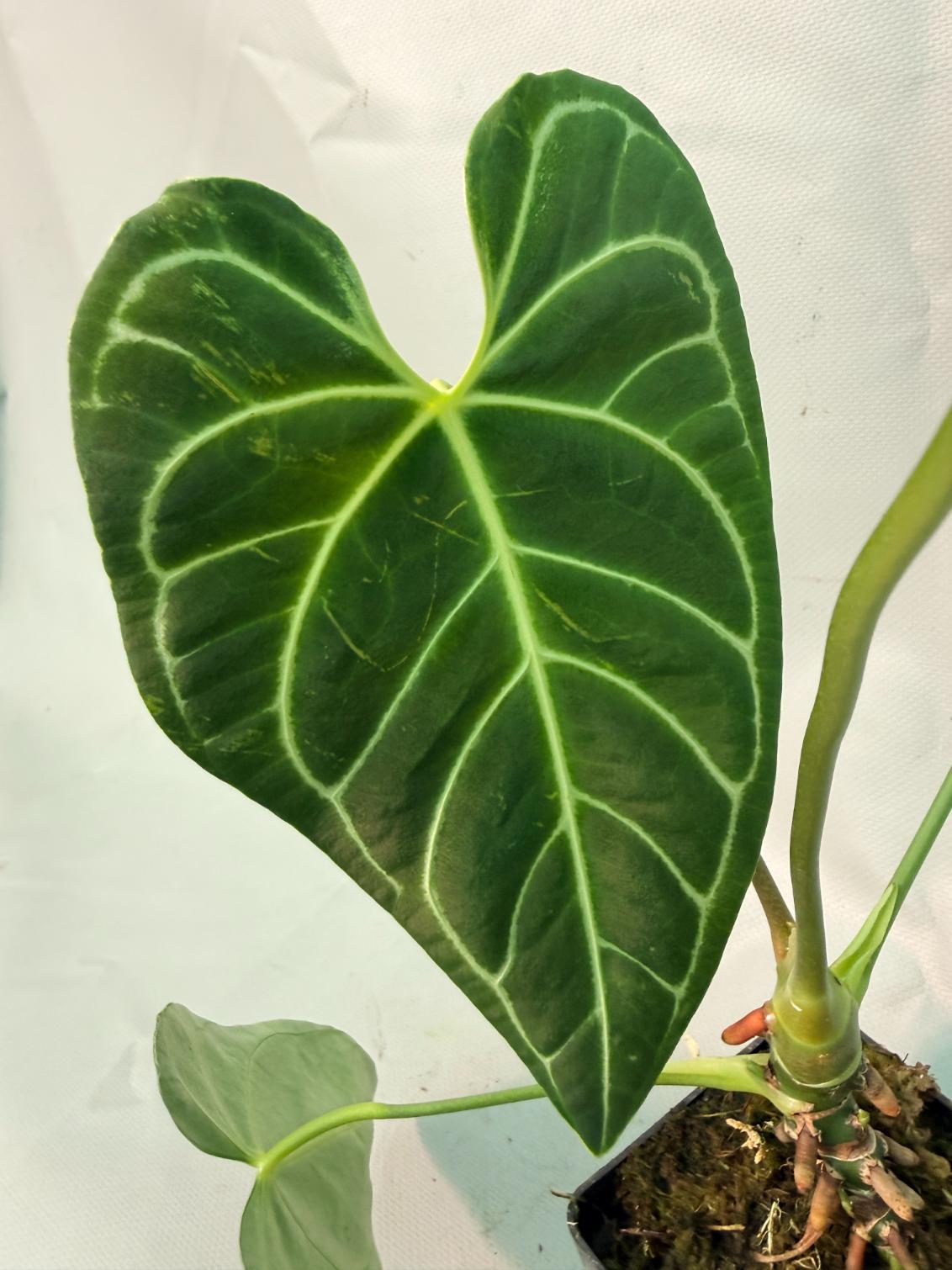Anthurium regale 05