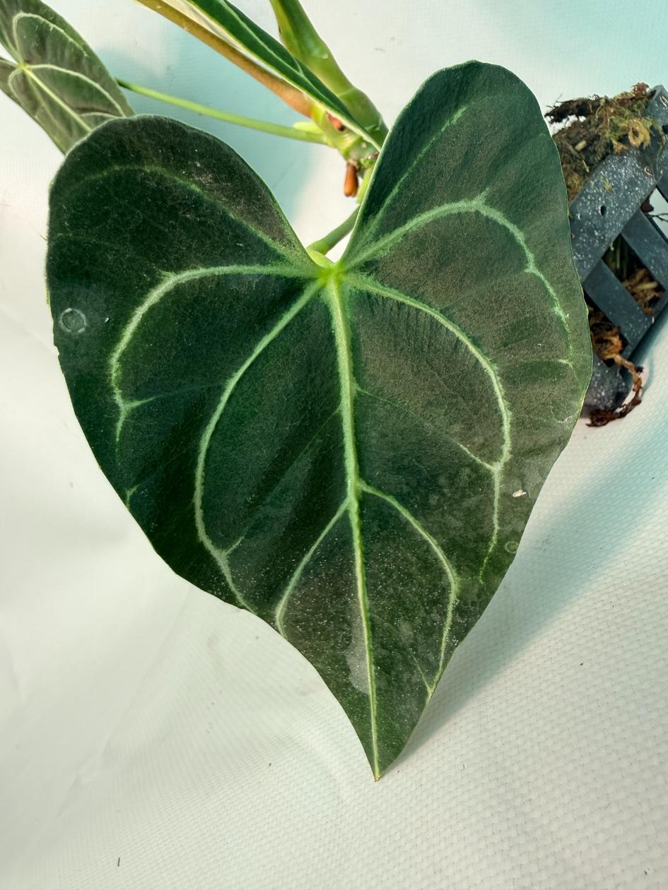 Anthurium regale 06