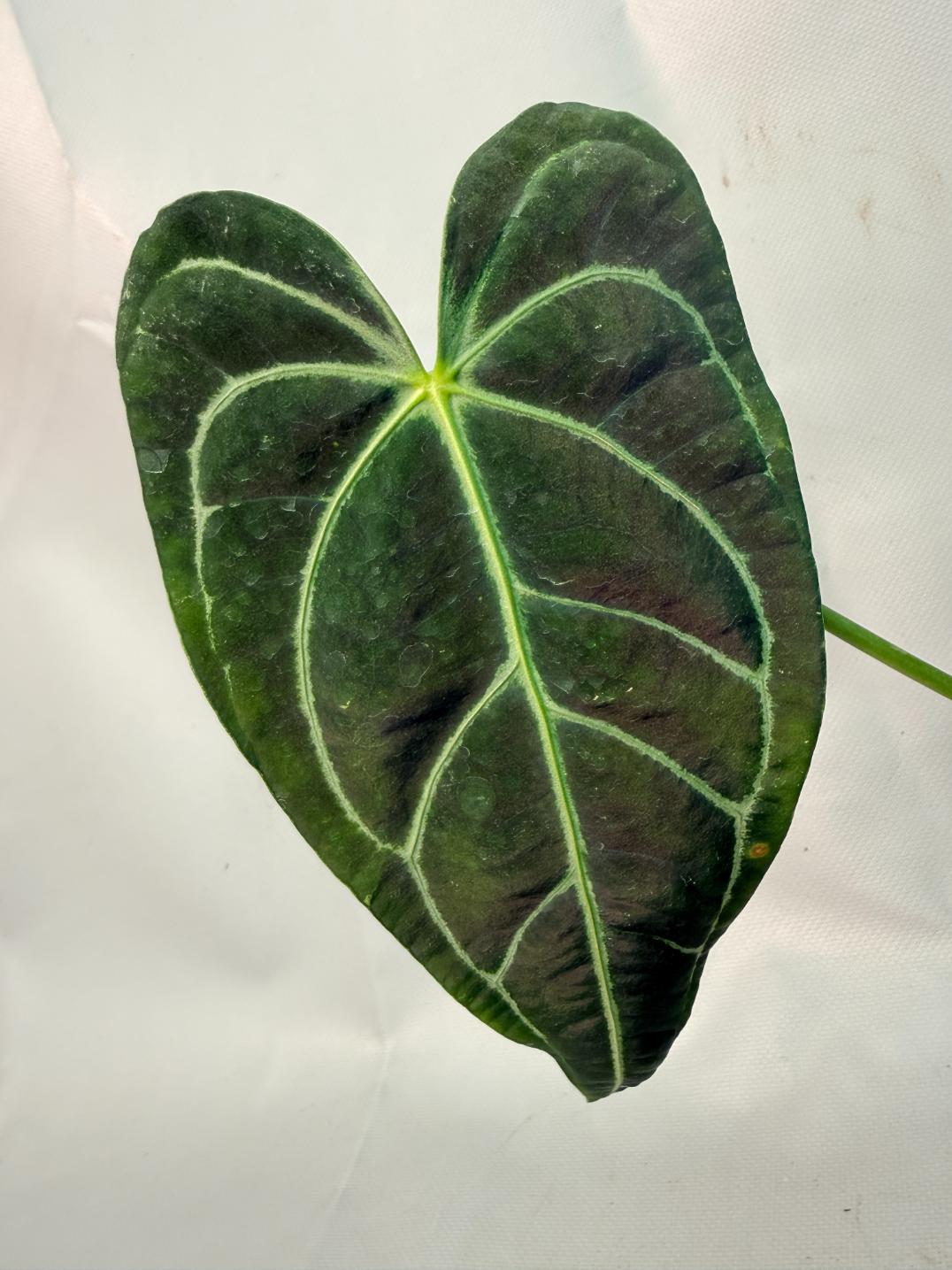 Anthurium regale 07