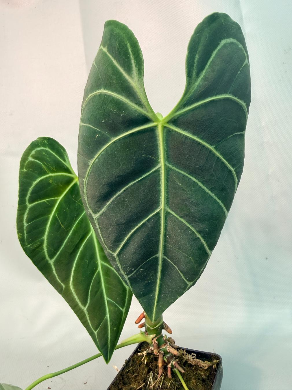 Anthurium regale 08