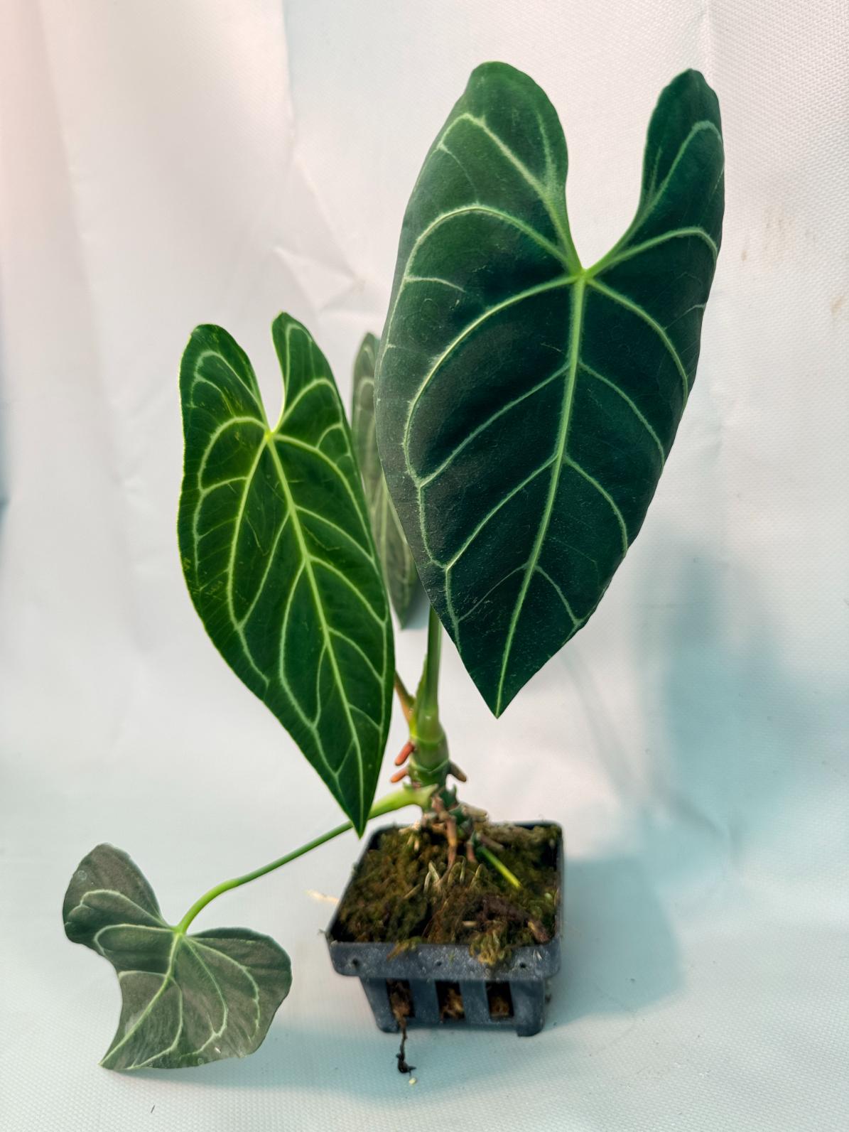 Anthurium regale 01
