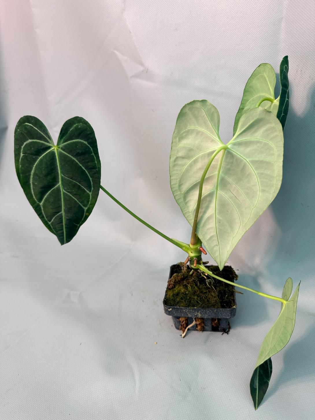 Anthurium regale 03