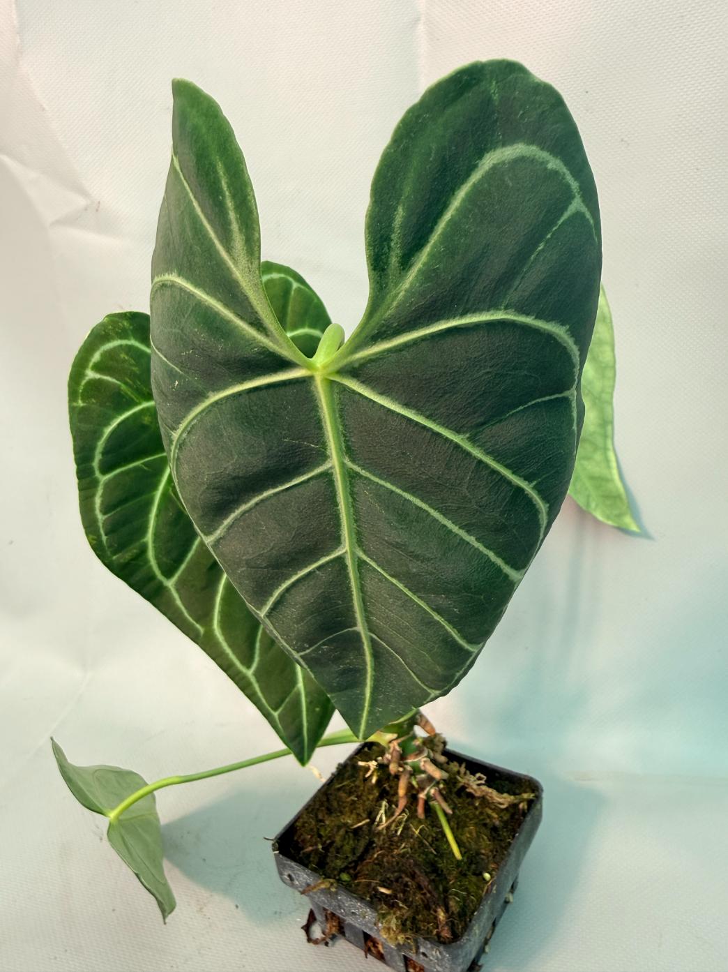 Anthurium regale 02