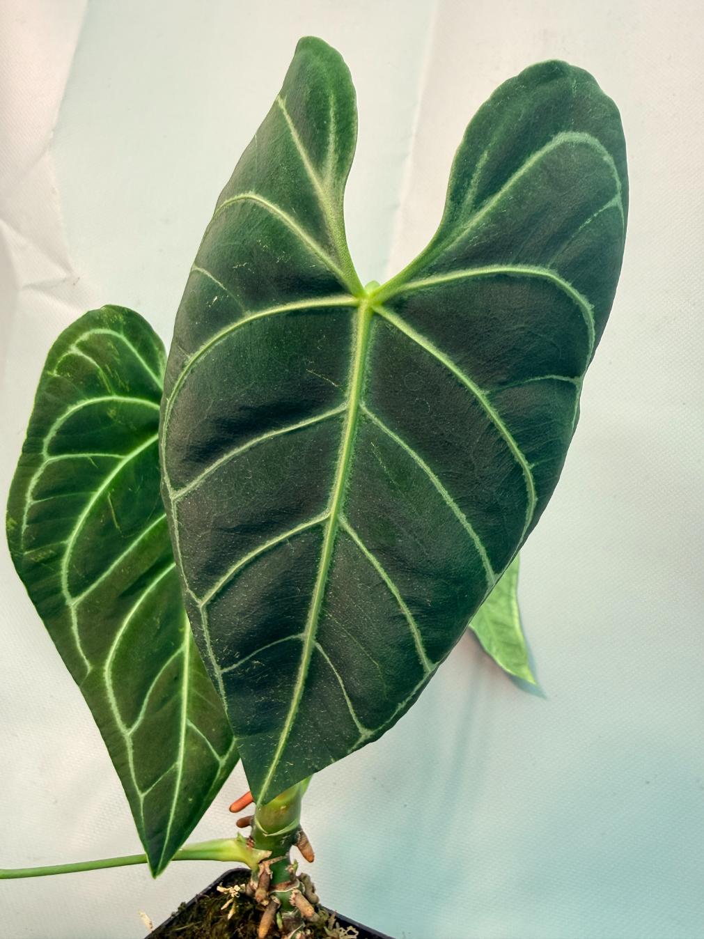 Anthurium regale 04