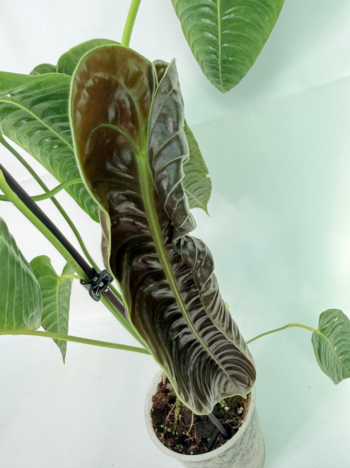 Anthurium veitchii narrow XL 09