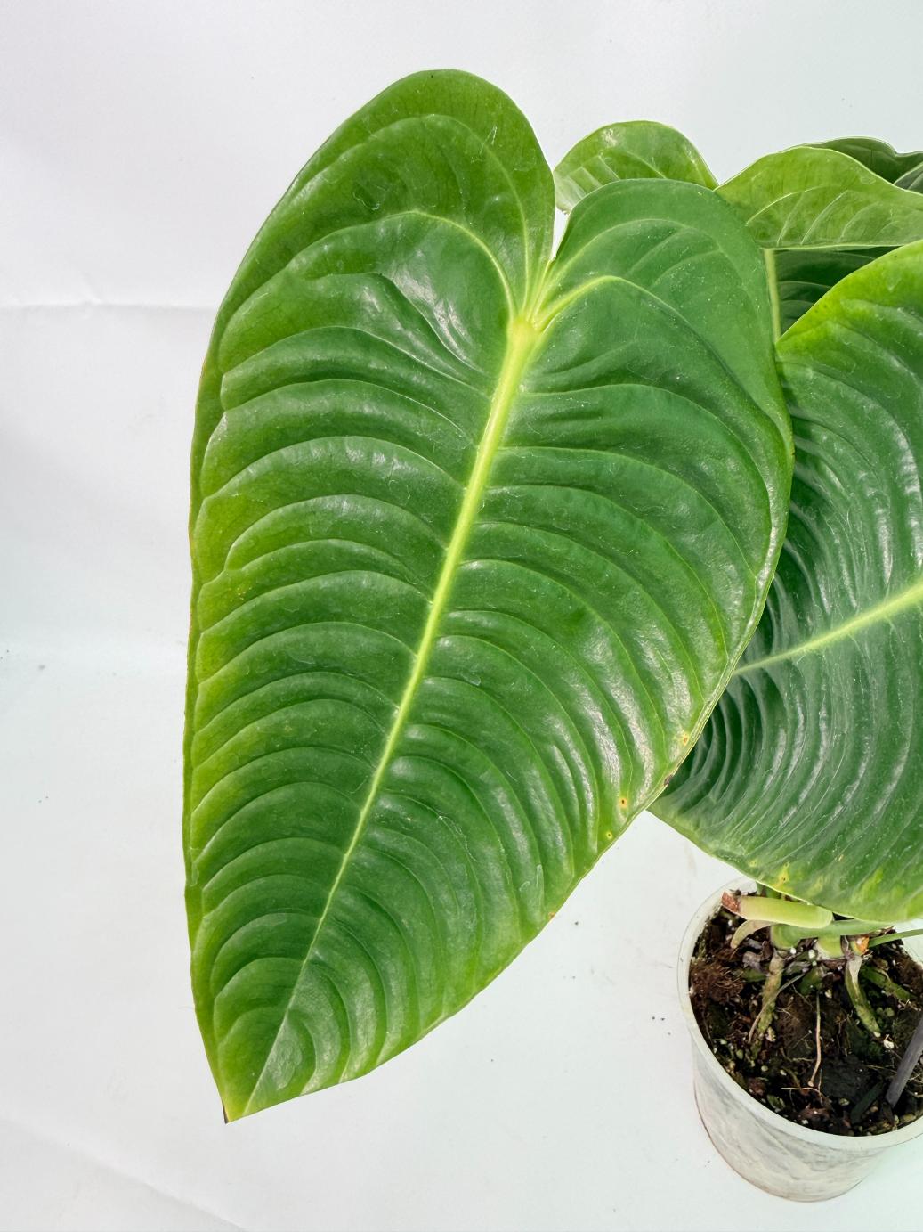 Anthurium veitchii narrow XL 10