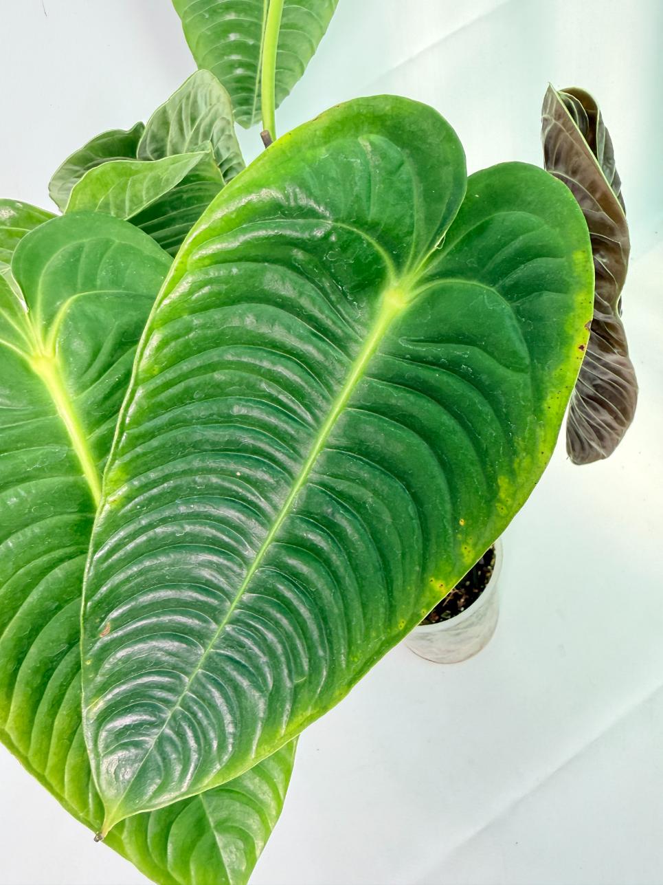 Anthurium veitchii narrow XL 11