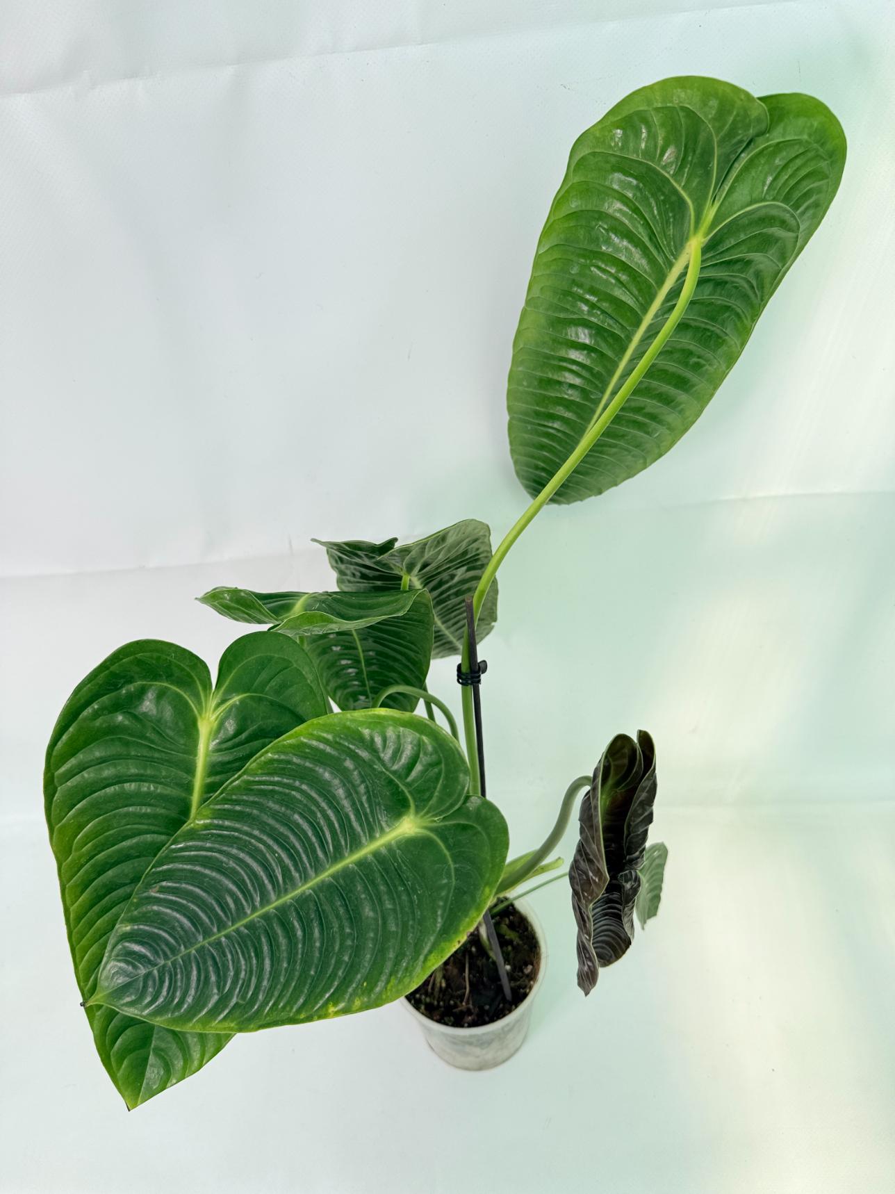 Anthurium veitchii narrow XL 12