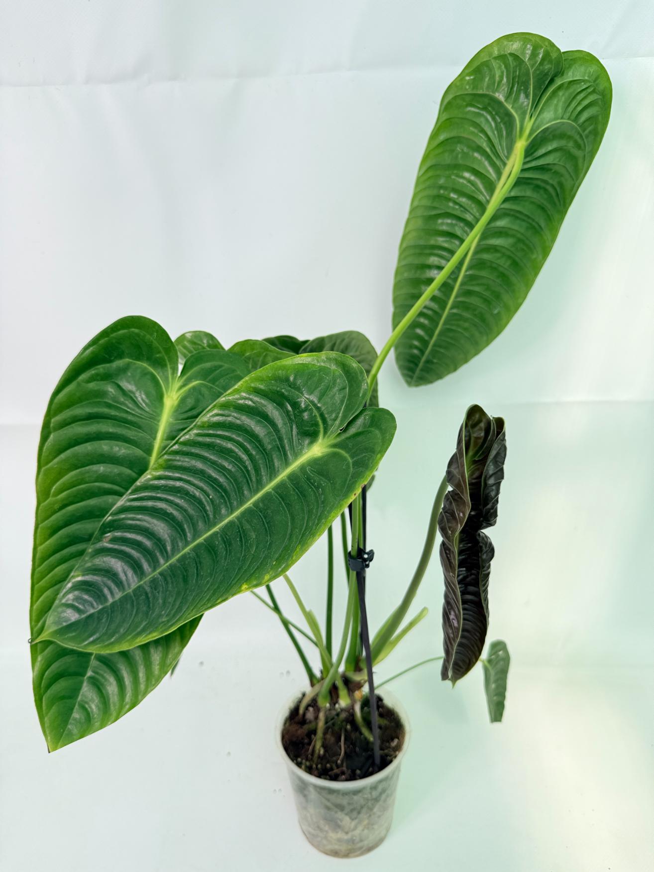 Anthurium veitchii narrow XL 01