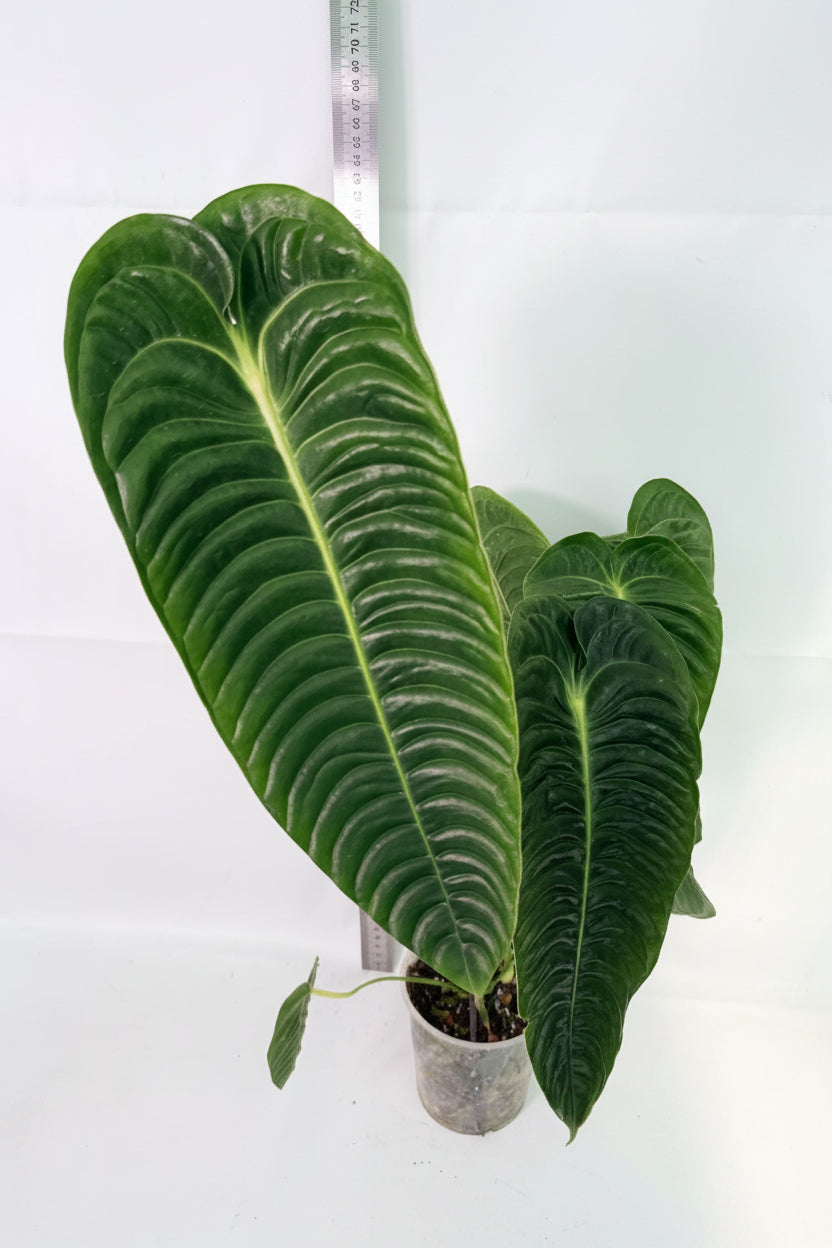 Anthurium veitchii narrow XL 03