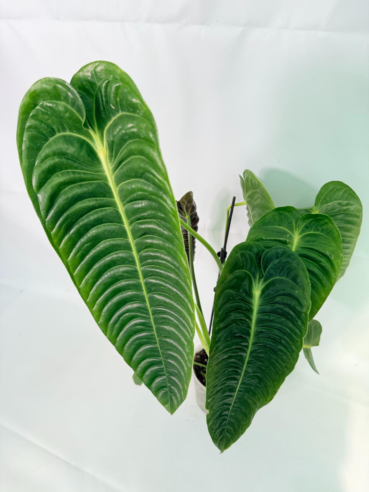 Anthurium veitchii narrow XL 05