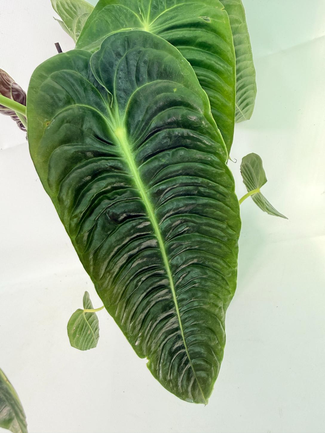 Anthurium veitchii narrow XL 06