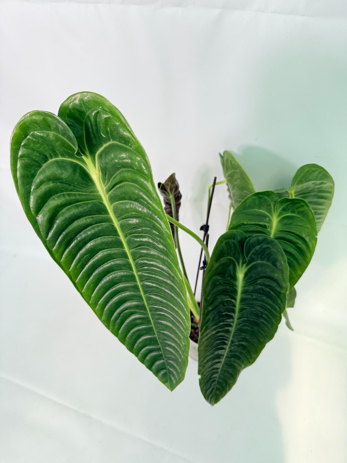 Anthurium veitchii narrow XL 7