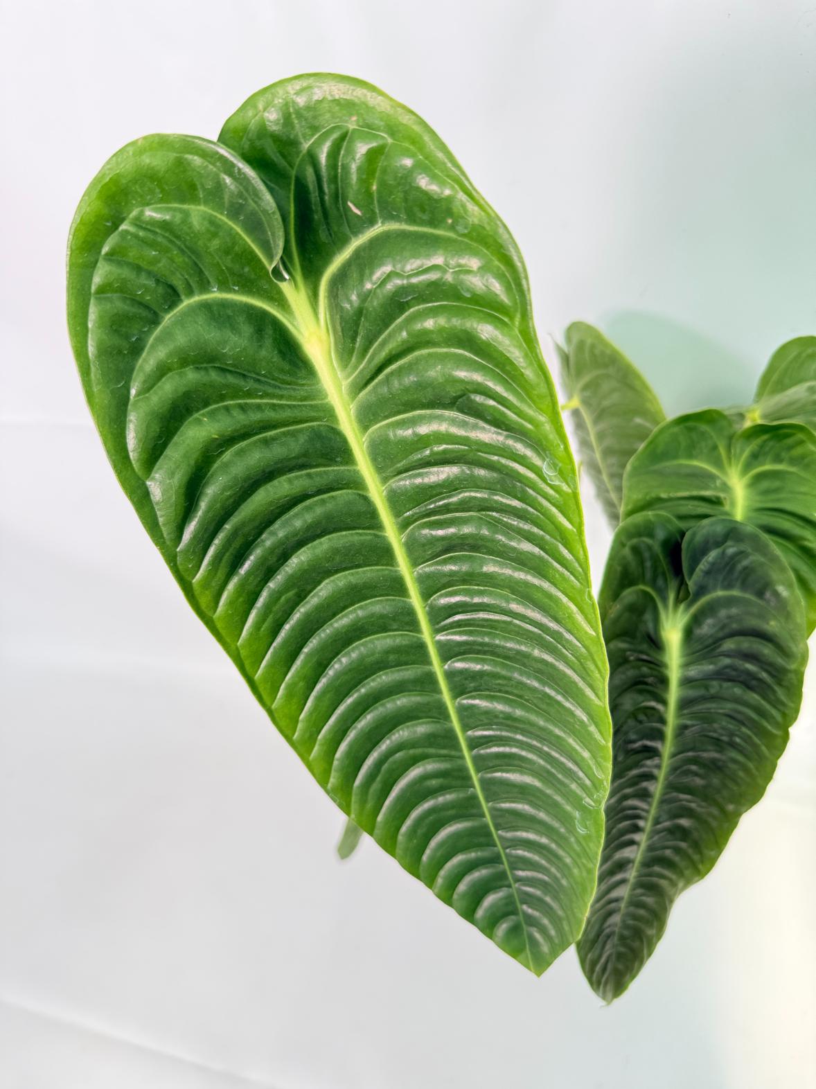 Anthurium veitchii narrow XL 02